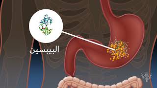 الأنزيمات الهاضمة وعملية الهضم [upl. by Virgin]