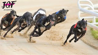 British greyhound racing  Track race 480m [upl. by Eekorehc]