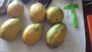 Local Papayas in Hawaii Delicious Fruit Travel with Brian [upl. by Shirl352]