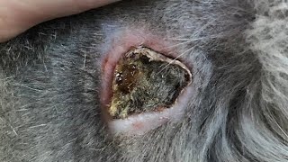 Removing Gigantic Cuterebra Inside Poor Dogs Neck [upl. by Gipson467]