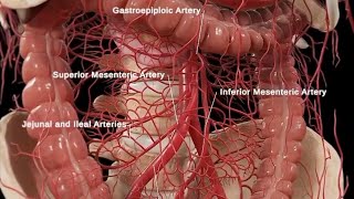 Anatomy and Physiology of Large Intestine Animation [upl. by Lorrimor260]