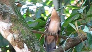 Pavonine Cuckoo [upl. by Sirob]