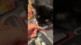 shorts youtubeshorts youtube shortvideo funny foryou trending love cats subscribe foryou [upl. by Inalawi]