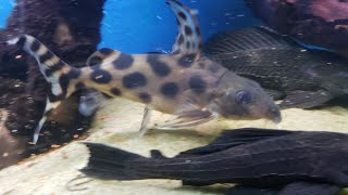 Synodonis Decorus 22 Daniken Aquatics Top 100 Fish of the Fish House [upl. by Emirej]