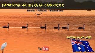 Sunset Over The Lake  Pelicans  Panasonic HCVXF1 4K Camcorder [upl. by Joline]