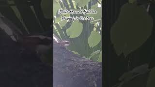 naturelovers white browed babbler bird birdphotographer shortvideo [upl. by Willcox]