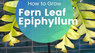 How to grow Fern Leaf Epiphyllum Orchid Cactus [upl. by Gunn364]