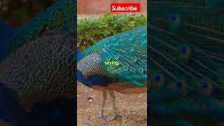 Why Do peacock spread their feather sciencefacts facts factscience peacock shorts [upl. by Portie]