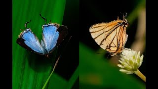 Borboleta Arawacus meliboeus [upl. by Lynnea]