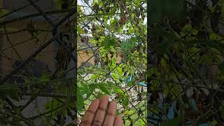 Jamaican cerasee plant subscribe health healing [upl. by Siddon]