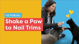 Shake Paws Training Help your cat be more cooperative with paw handling for nail trims [upl. by Yarehs]