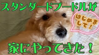 スタンダードプードルの子犬をお迎えしたよ！先住犬の反応は…？！ [upl. by Nnylak167]