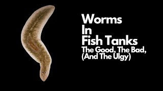 Worms In Fish Tank 😱  The Good The Bad And The Ugly [upl. by Vihs826]