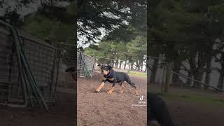 Kelpie Pup starts sheep work [upl. by Christabelle]