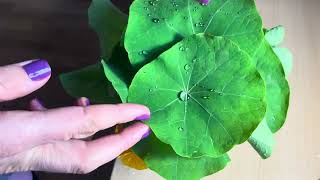 Leaf ASMR raindrops playing and ripping a leaf [upl. by Eahsed]