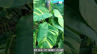 Healthiest Money plant of mine  made by plant Care With Sahar [upl. by Kokaras]