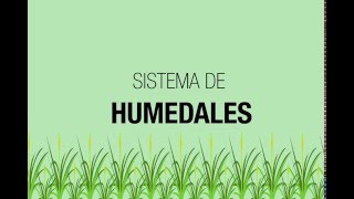 Cómo funcionan los humedales artificiales [upl. by Ahsihat625]