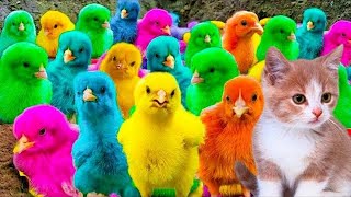 Menangkap Ayam Lucu ayam warna warni ayam rainbow kelinci bebek lucu Hewan Lucu ayamkjn [upl. by Cirilo]