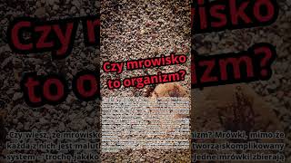 Czy mrowisko jest organizmem [upl. by Ahsenal626]