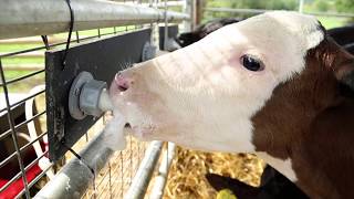 Mob Feeding Calves outside  Made easy [upl. by Fern]