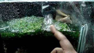 DIY Sump Refugium Setup Part 2 of 4 [upl. by Munford122]