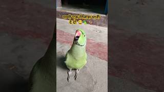 Mummy ek glass pani de do 😂🦜🥰shorts mummy mithu tota funnypets ringneckparrot funnyparrot 😂😂🦜 [upl. by Spancake]