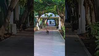 Spider Monkey 🐒 Mexico [upl. by Yekcir]