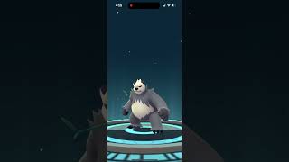 🐼I FINALLY Evolved Pangoro🐼 pokemon pokemongo [upl. by Dachy67]