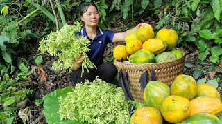 FULL VIDEO harvesting papaya cardamom purple plum to bring to the market to sell [upl. by Padraig]