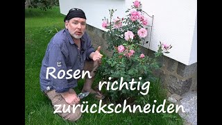 ✅Rosen Rückschnitt nach der Blüte Verblühte Rosen richtig schneiden und pflegen Wann und Wie [upl. by Valiant191]