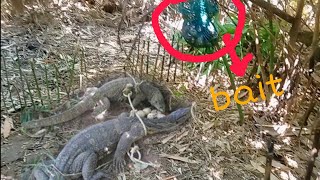 Komodo dragon  bayawak trap may pain bait hunting trap bayawak wild [upl. by Baron]