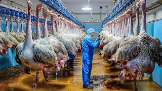 How Millions Of Ostriches Farm For Meat Skin And Eggs in China  Ostriches Eggs Harvest Technology [upl. by Gilleod530]