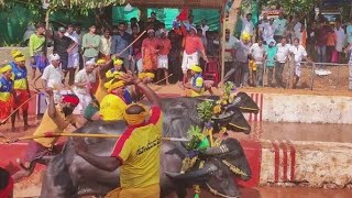 Kambala Start  Kakkepadavu  Mangalore  Season 2023  24 [upl. by Aivartal797]