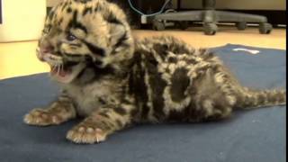 Clouded Leopard Kitten Tummy Time [upl. by Llerral]