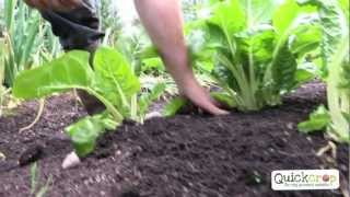 How To Grow Chard [upl. by Jenica385]