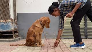 Golden retriever training  basic training  Bhavna pal dog trainer [upl. by Rechaba109]