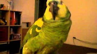 Blue Fronted Amazon Parrot Ike Dancing [upl. by Wilser85]