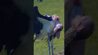 EP06 Marabou stork birds beautiful birds birdsmusic birdspecies mynasound [upl. by Teddman358]