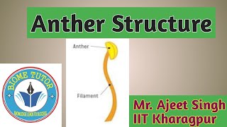 Anther Structure II Anther amp its Wall Structure Lec02 [upl. by Sheets]