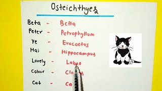 Chondrichthyes and Osteichthyes Examples Tricks  Animal Kingdom [upl. by Sorrows513]