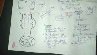 guyton chapter 56 part 3 rubrospinal tractcorticorubrospinal tractRed nucleusmotorphysiology [upl. by Adnilak]