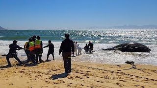 Stranded humpback whale on Longbeach in Simonstown in South Africa [upl. by Atinram805]