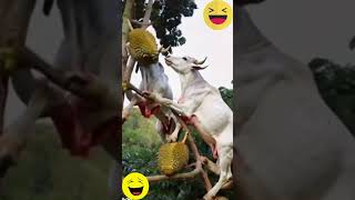 Ruminants Enjoy Fruit So Funny On The Durian Tree shorts [upl. by Norri399]