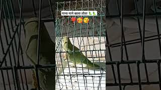 bafk badku sitaram parrot parrottalking singingparrots indianidol13 miththu [upl. by Whorton]