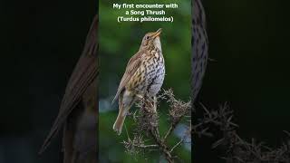 Song Thrush Turdus philomelos  Love at first Sound [upl. by Lenny]