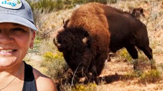 Bison Attacks Woman at Texas State Park [upl. by Eikram421]