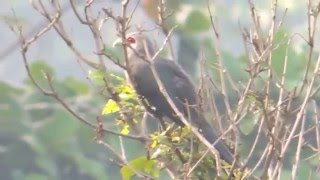 A rare Blackbellied Malkoha bird appeared in a residential area [upl. by Leela]