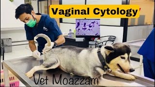 Vaginal Cytology of Bitch Bitch Estrus cycle [upl. by Yelssew850]