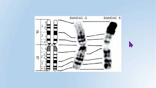 CROMATINA 6 Bandamentos cromossômicos [upl. by Krenn]
