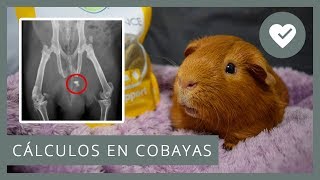 💎 UROLITOS  CÁLCULOS  PIEDRAS EN COBAYAS 🐹 Causas síntomas prevención [upl. by Nehtan]